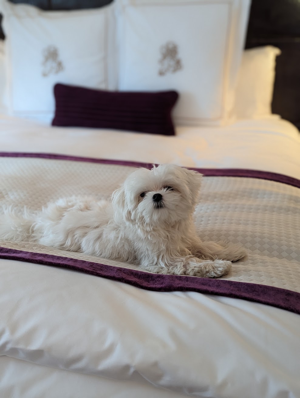 Cheerio at a luxury hotel — photography coming soon